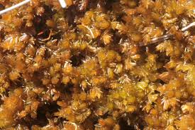 Attēlu rezultāti vaicājumam “Sphagnum compactum”