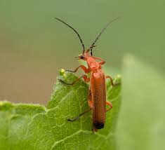 Attēlu rezultāti vaicājumam “Rhagonycha fulva”