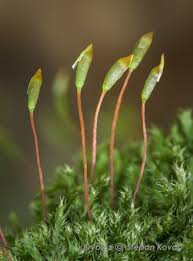 Attēlu rezultāti vaicājumam “Hypnum pallescens”