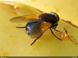 Attēlu rezultāti vaicājumam “Gulielmina vermicularis macro”