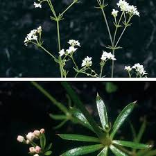 Attēlu rezultāti vaicājumam “Galium schultesii flower”