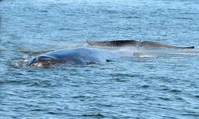 Image result for Balaenoptera physalus