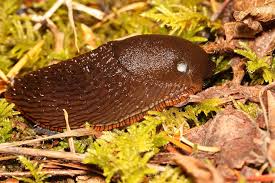 Attēlu rezultāti vaicājumam “Arion rufus”