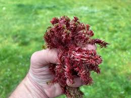 Attēlu rezultāti vaicājumam “Sphagnum rubellum”