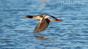 Attēlu rezultāti vaicājumam “Mergus serrator”