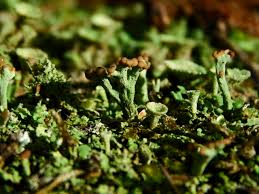 Attēlu rezultāti vaicājumam “Cladonia botrytes”