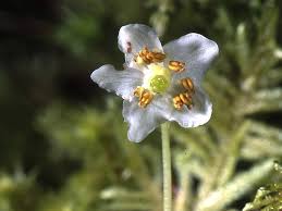 Attēlu rezultāti vaicājumam “Moneses uniflora flower”