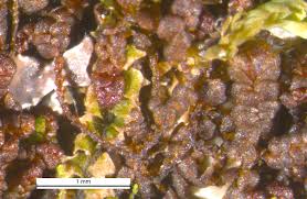 Attēlu rezultāti vaicājumam “Frullania fragilifolia macro”