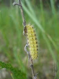 Attēlu rezultāti vaicājumam “Zygaena sp.”