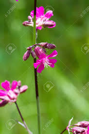 Attēlu rezultāti vaicājumam “Silene viscaria leaf”