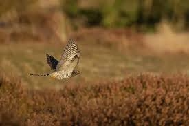 Attēlu rezultāti vaicājumam “Cuculus canorus juvenile”