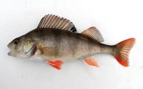 Attēlu rezultāti vaicājumam “Perca fluviatilis”