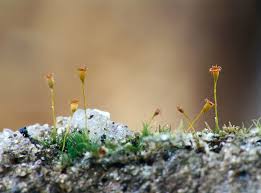 Attēlu rezultāti vaicājumam “Seligeria donniana”