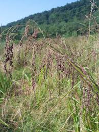 Attēlu rezultāti vaicājumam “Glyceria striata fruit”