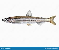 Image result for Osmerus eperlanus