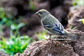 Attēlu rezultāti vaicājumam “Carpodacus erythrinus adult”