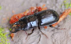 Attēlu rezultāti vaicājumam “Ceruchus chrysomelinus”