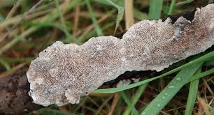 Attēlu rezultāti vaicājumam “Datronia mollis”