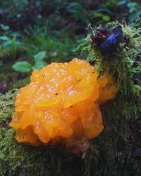 Attēlu rezultāti vaicājumam “Dacrymyces chrysospermus spores”