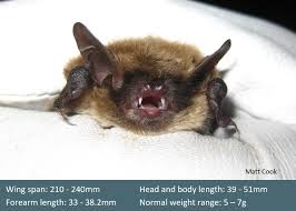 Attēlu rezultāti vaicājumam “Myotis brandtii”