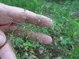 Attēlu rezultāti vaicājumam “Poa nemoralis”