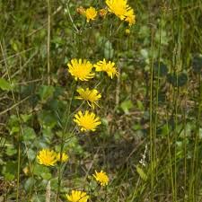 Attēlu rezultāti vaicājumam “Hieracium laevigatum”