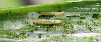 Attēlu rezultāti vaicājumam “Acrolepiopsis assectella”