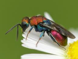 Attēlu rezultāti vaicājumam “Hedychrum sp.”