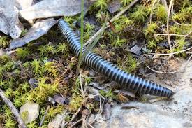 Attēlu rezultāti vaicājumam “Ommatoiulus sabulosus aimatopodus”