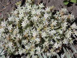 Attēlu rezultāti vaicājumam “Sedum hispanicum”