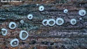 Attēlu rezultāti vaicājumam “Lachnella alboviolascens”