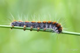 Attēlu rezultāti vaicājumam “Eriogaster lanestris”