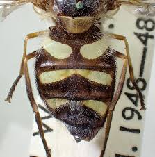 Attēlu rezultāti vaicājumam “Didea alneti”