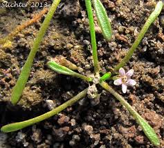 Attēlu rezultāti vaicājumam “Limosella aquatica flower”