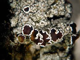 Attēlu rezultāti vaicājumam “Lecanora allophana”