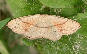Attēlu rezultāti vaicājumam “Cyclophora punctaria”