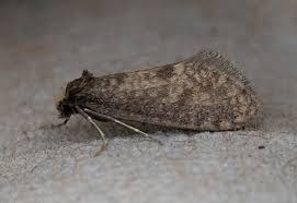 Attēlu rezultāti vaicājumam “Taleporia tubulosa”