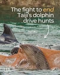 Image result for japan dolphin slaughter