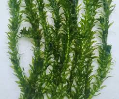 「水蘊草」的圖片搜尋結果