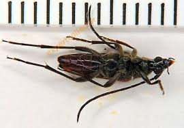 Attēlu rezultāti vaicājumam “Stenurella melanura”