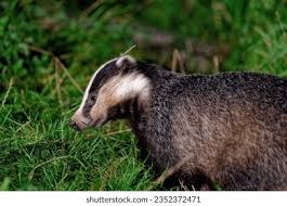 Attēlu rezultāti vaicājumam “Meles meles adult”