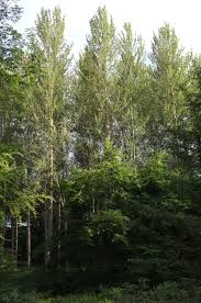 Attēlu rezultāti vaicājumam “Populus x jackii”