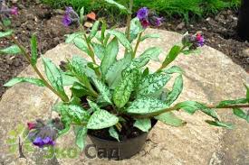 Image result for Pulmonaria Silverado
