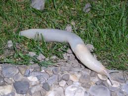 Attēlu rezultāti vaicājumam “Limax maximus”