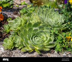 Attēlu rezultāti vaicājumam “Scapania mucronata macro”