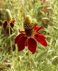 Image result for Ratibida columnifera