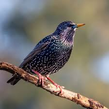 Attēlu rezultāti vaicājumam “Sturnus vulgaris”