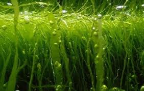 Attēlu rezultāti vaicājumam “Enteromorpha sp.”