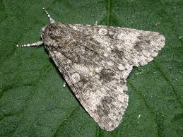 Attēlu rezultāti vaicājumam “Acronicta megacephala”