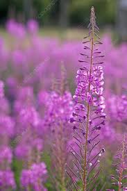 Attēlu rezultāti vaicājumam “Epilobium angustifolium bud”